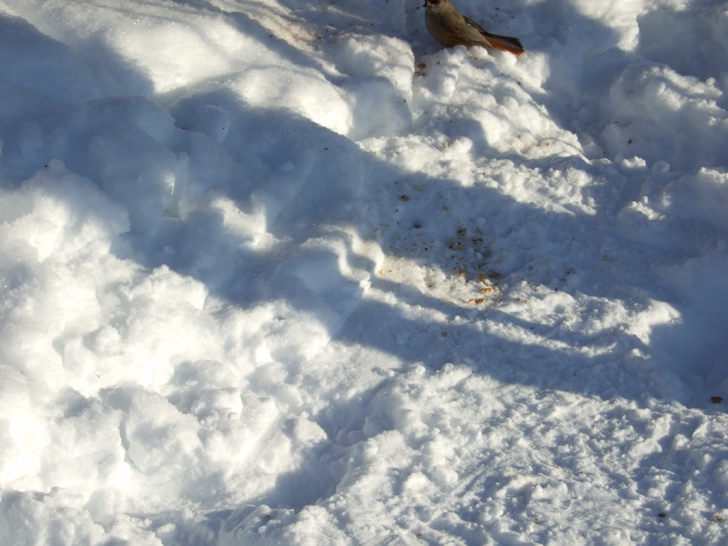 DSCF0278.JPG