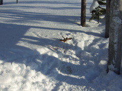 DSCF0277.JPG